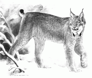 Lynx. Loup-cervier. source : cliquer.